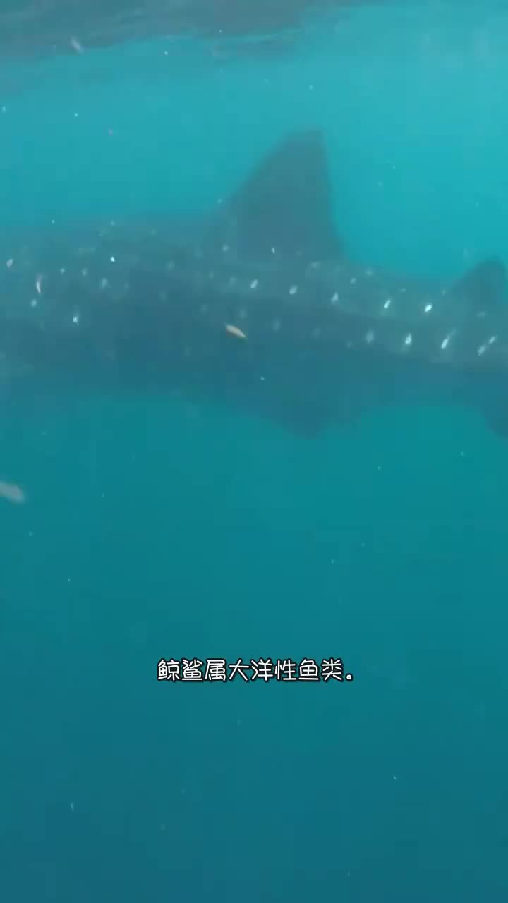 你知道世界上最大的鱼类吗,看了这个视频,你就知道了!