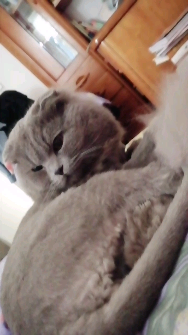 虎视眈眈不让撸