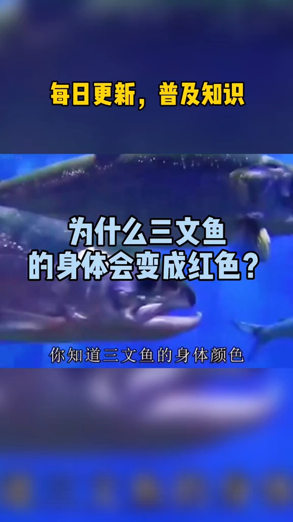 #每天一点冷知识#三文鱼的身体为什么是红色的?