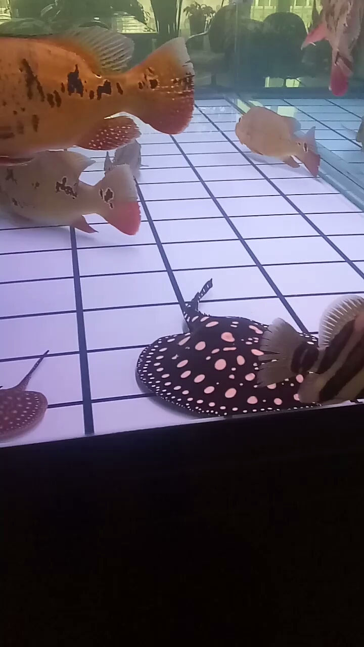 分享视频