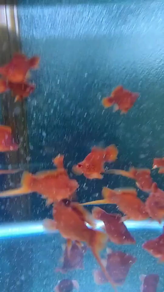 分享视频