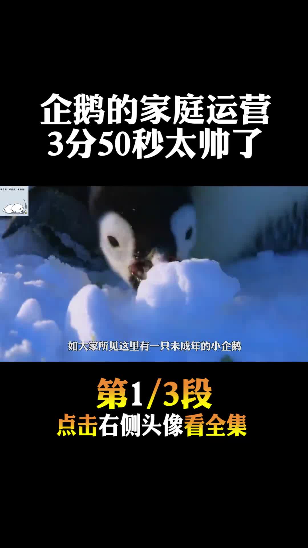 一年一度的认亲时刻,小企鹅太可爱了,最后企鹅爸爸背影太帅气