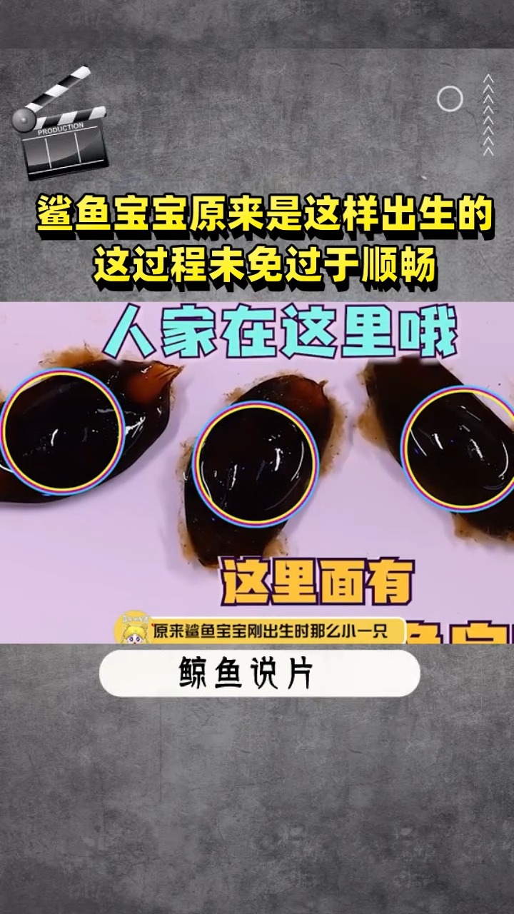 鲨鱼宝宝原来是这样出生的 这过程未免过于顺畅