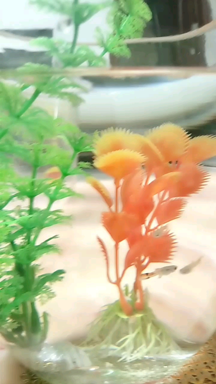 三个月大的小孔雀鱼尾巴开始长颜色了