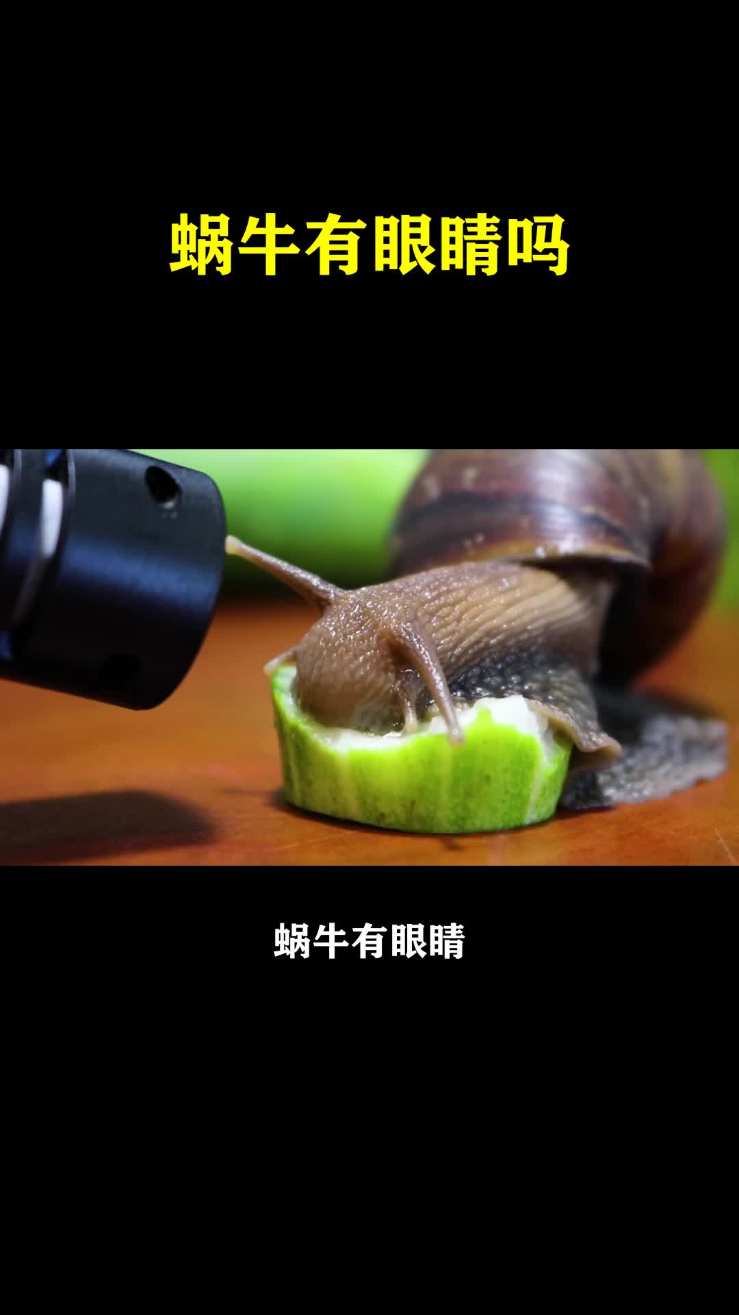 蜗牛有眼睛吗
