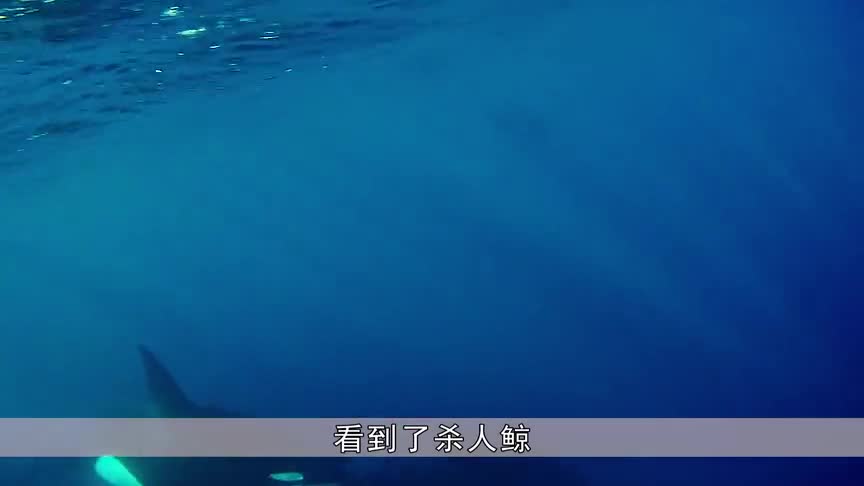 小女孩与杀人鲸近距离接触,竟相互看出了神,确认过眼神是对的人