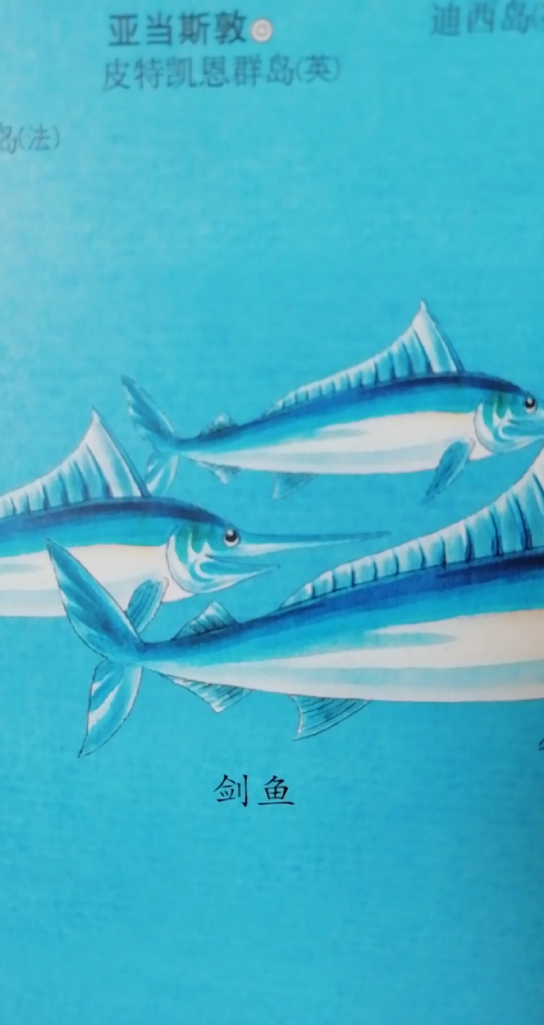 #有爱才有年#剑鱼图