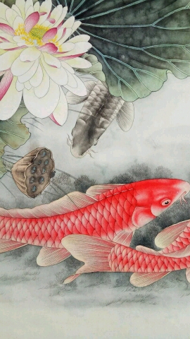 #学习工笔画!#工笔画鲤鱼