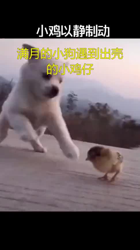 满月的小狗遇到出壳的小鸡仔
