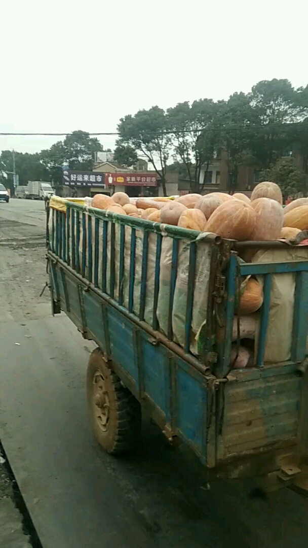 天寒菜贱