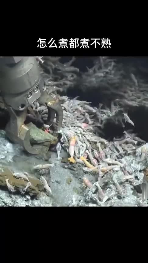 世界上最耐热的虾,能在开水里游泳,怎么煮都煮不熟