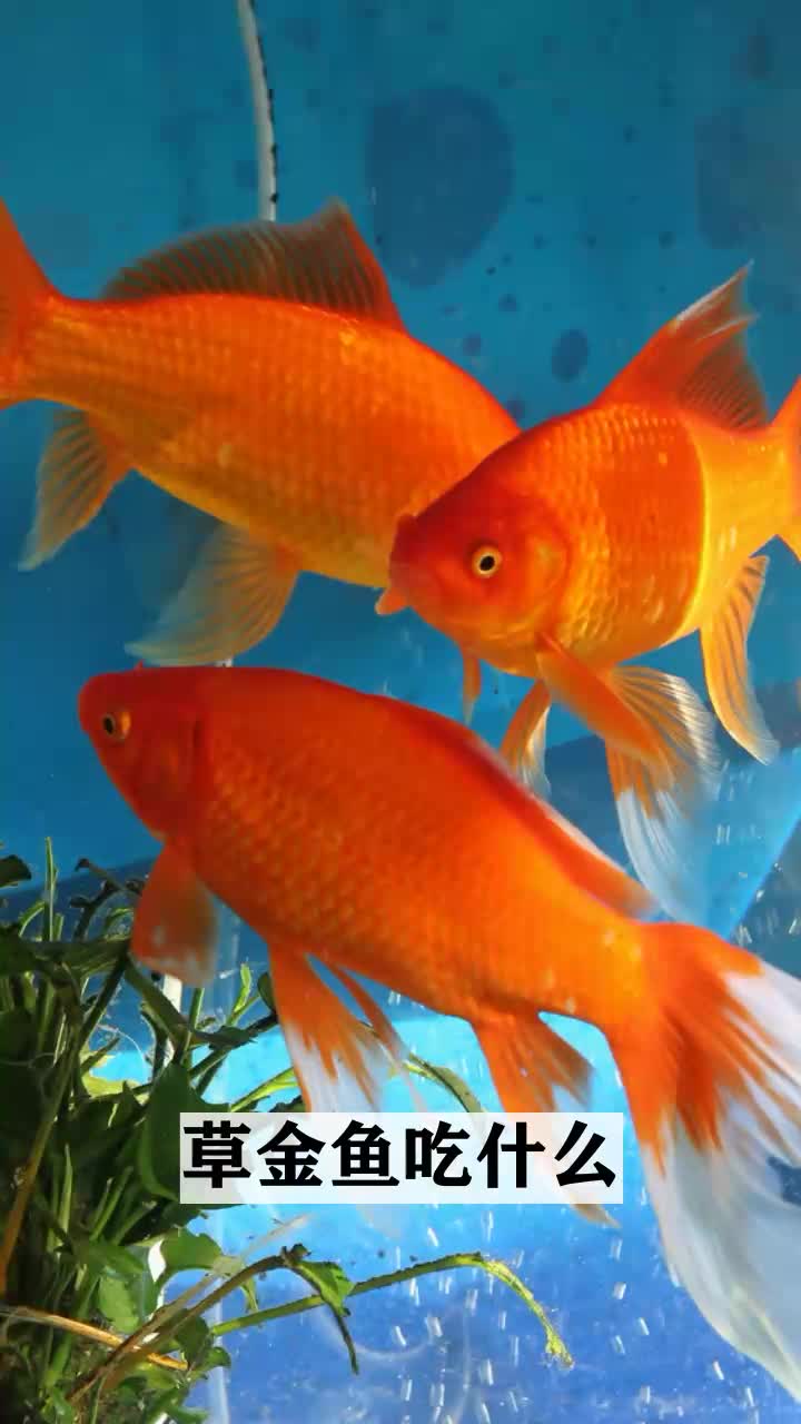 草金鱼吃什么