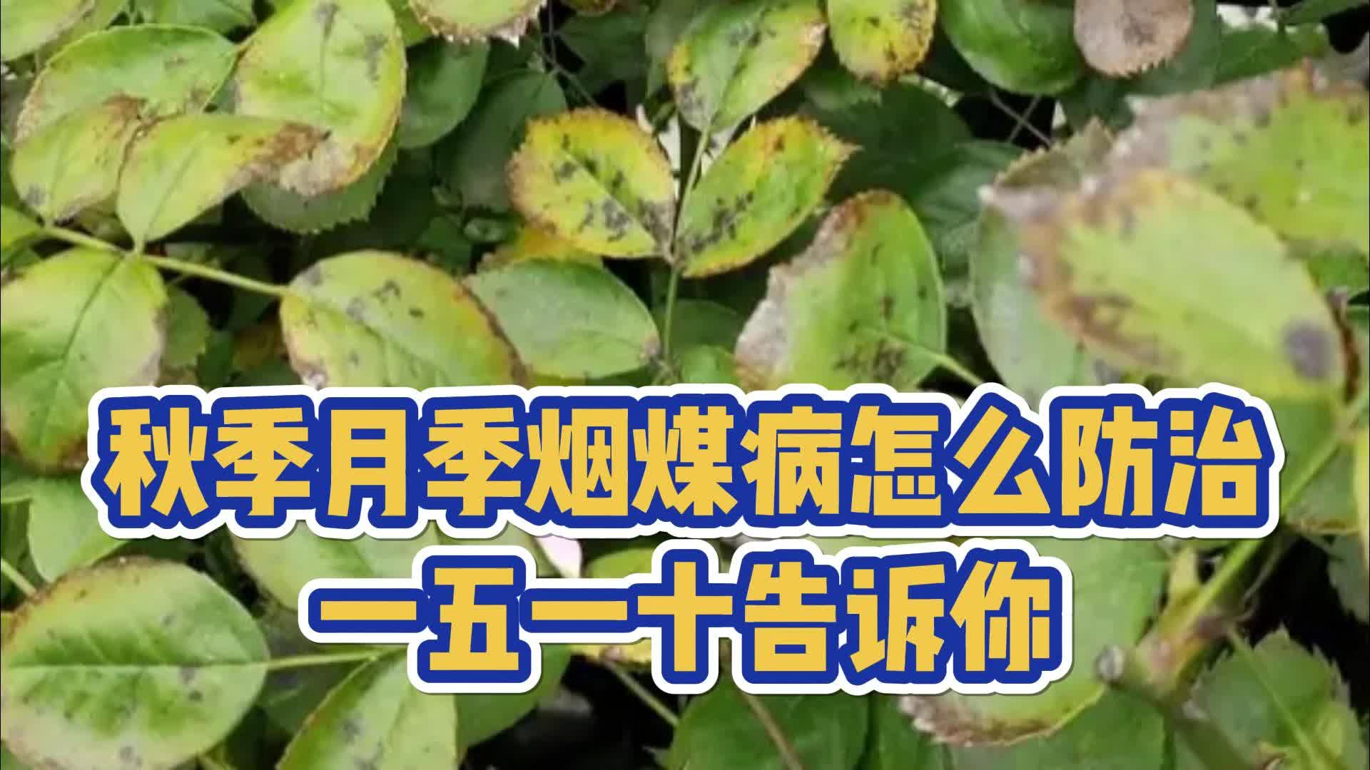 月季在秋季得了烟煤病该怎么防治?