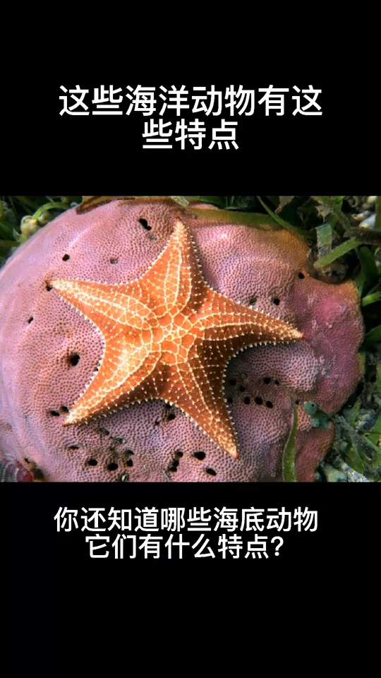 你还知道哪些海底动物,它们有什么特点