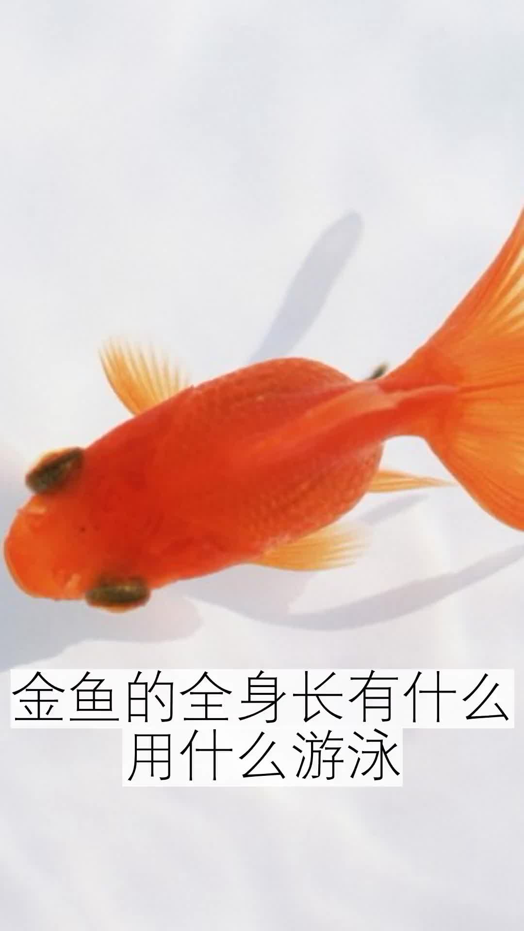 探索奇妙的动物世界,金鱼的全身长有什么用什么游泳