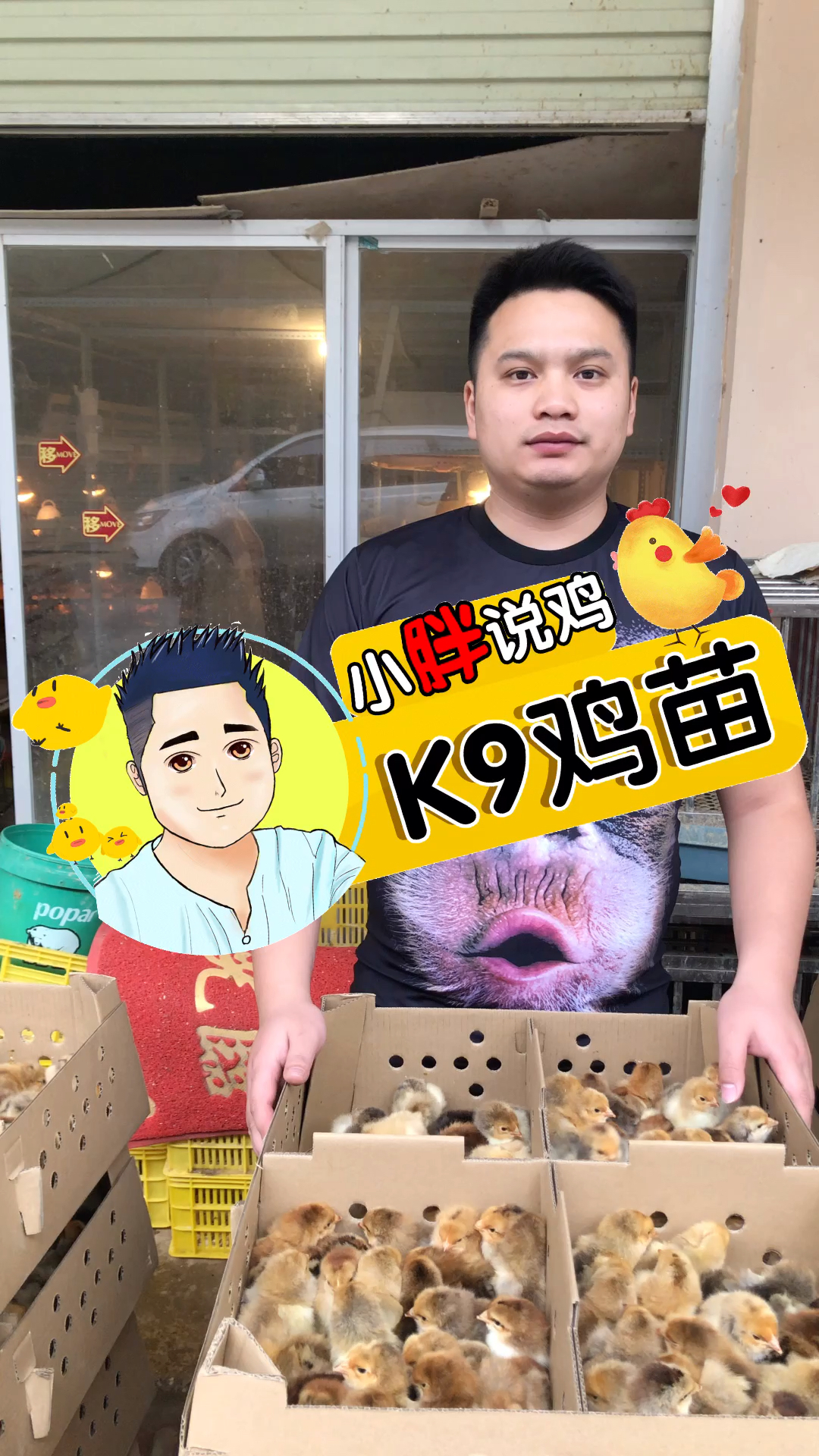 #这家店回头客超多#小胖说鸡,快大k9鸡苗,喜欢养殖的老铁欢迎关注。我教你技术
