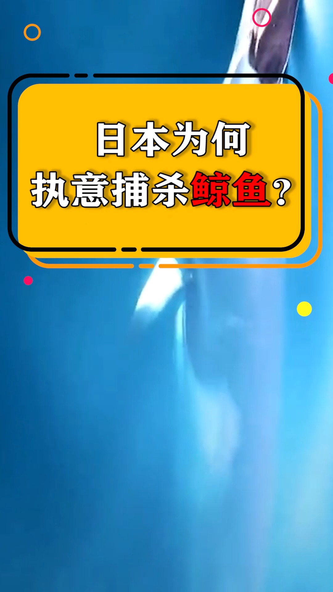 日本为何执意捕杀鲸鱼?吃肉并不是目的,其实隐藏着巨大阴谋