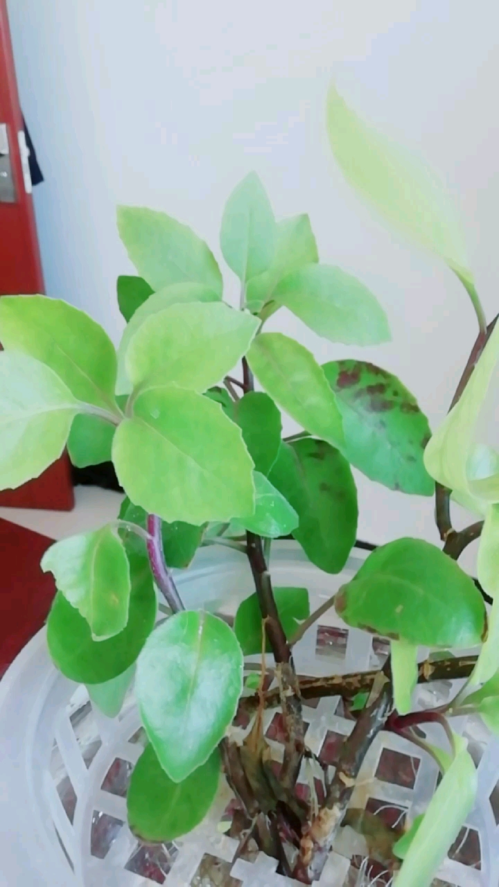 水培明月草