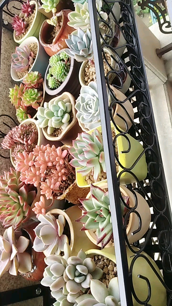 多肉植物