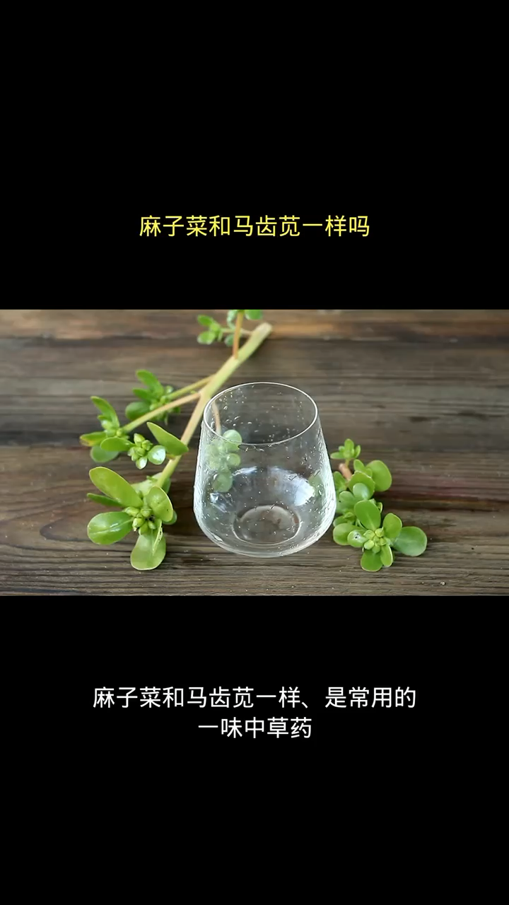麻子菜和马齿苋一样吗
