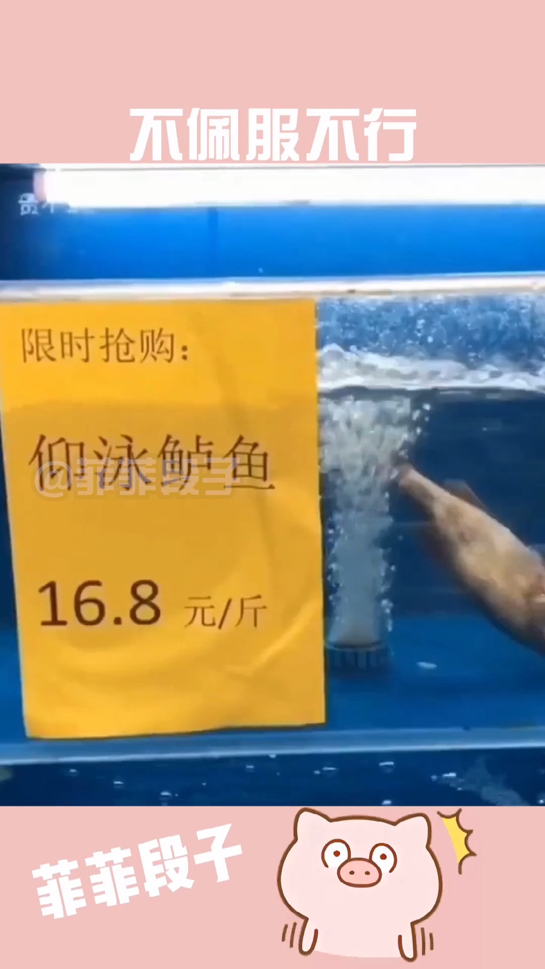 #搞笑配音#这个“仰泳鲈鱼”属实有些高级