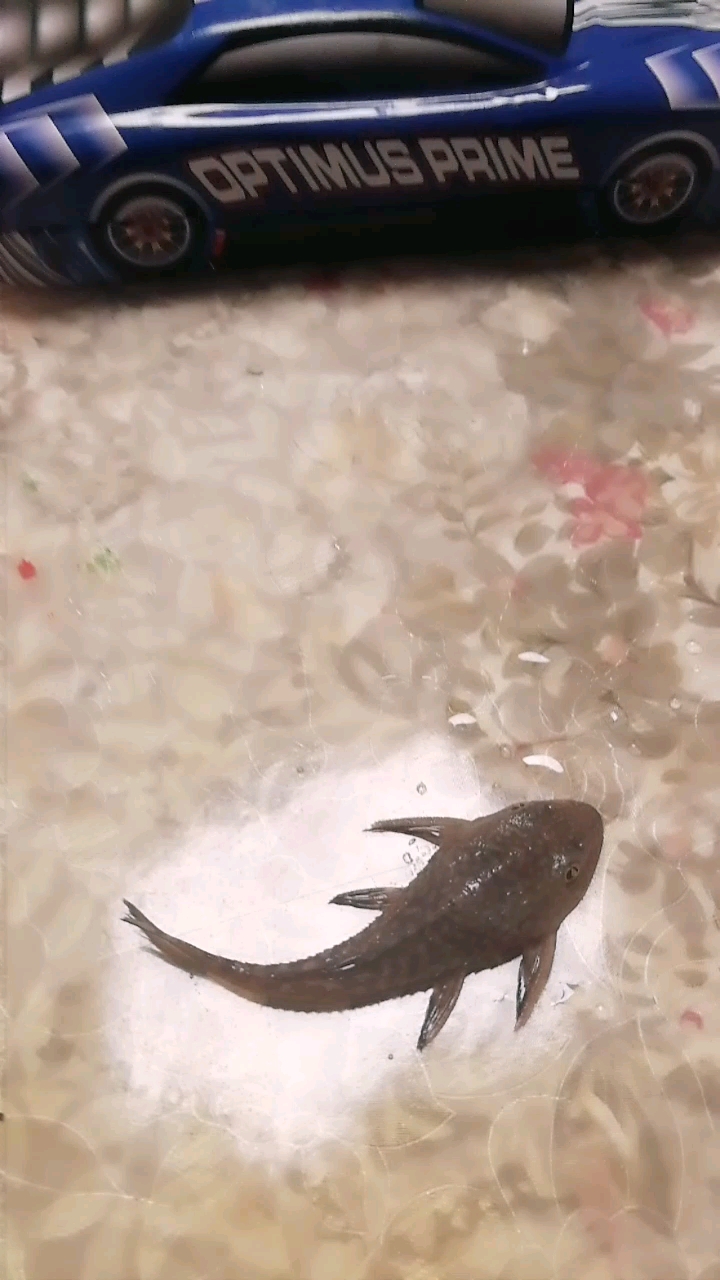 清道夫鱼 