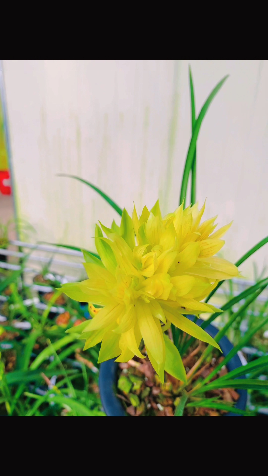 #兰花#金灿灿的树形奇花,寓意财源广进,做生意之人,首选,花大浓香,飘逸迷人#精品兰花
