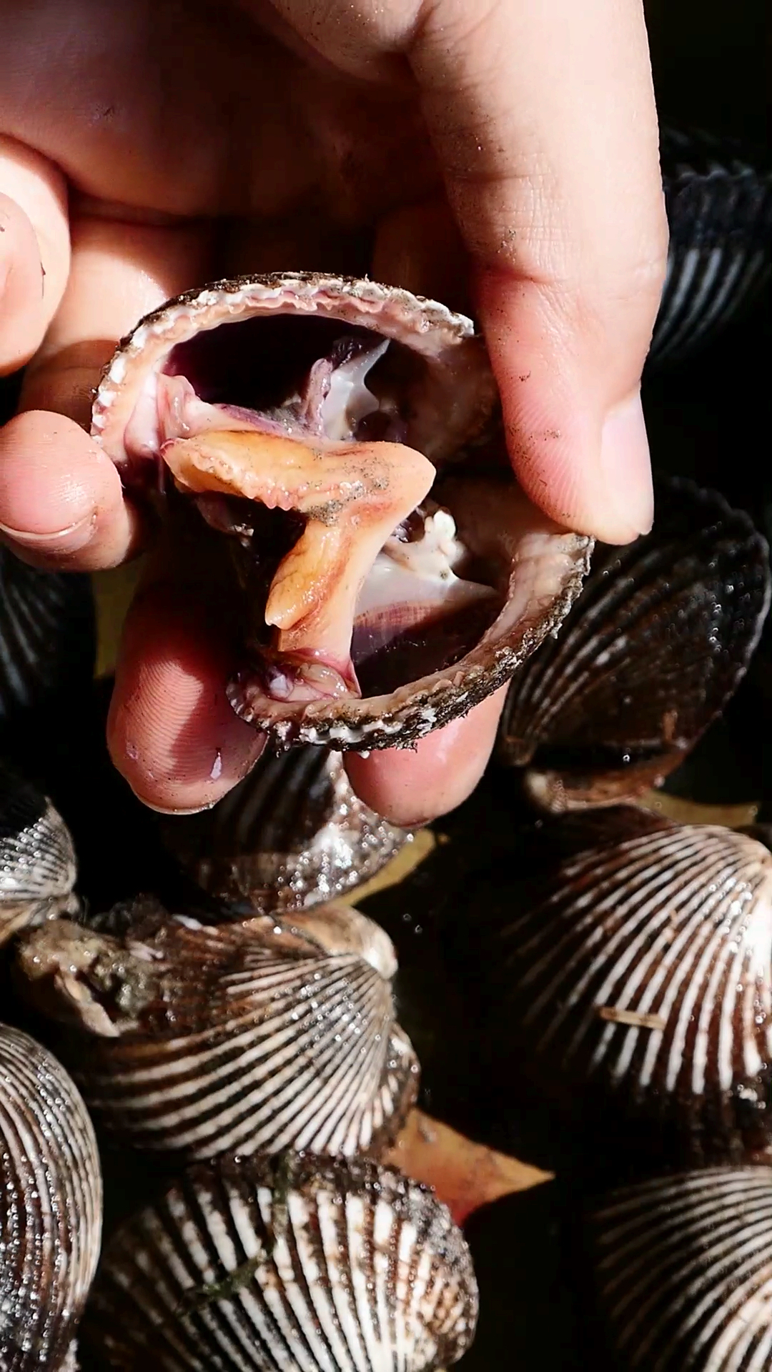 #家乡特色美食#新鲜的毛蚶放辣椒爆炒,香香辣辣,配酒下饭都是一流