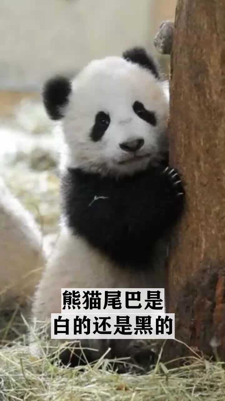 熊猫尾巴是白的还是黑的
