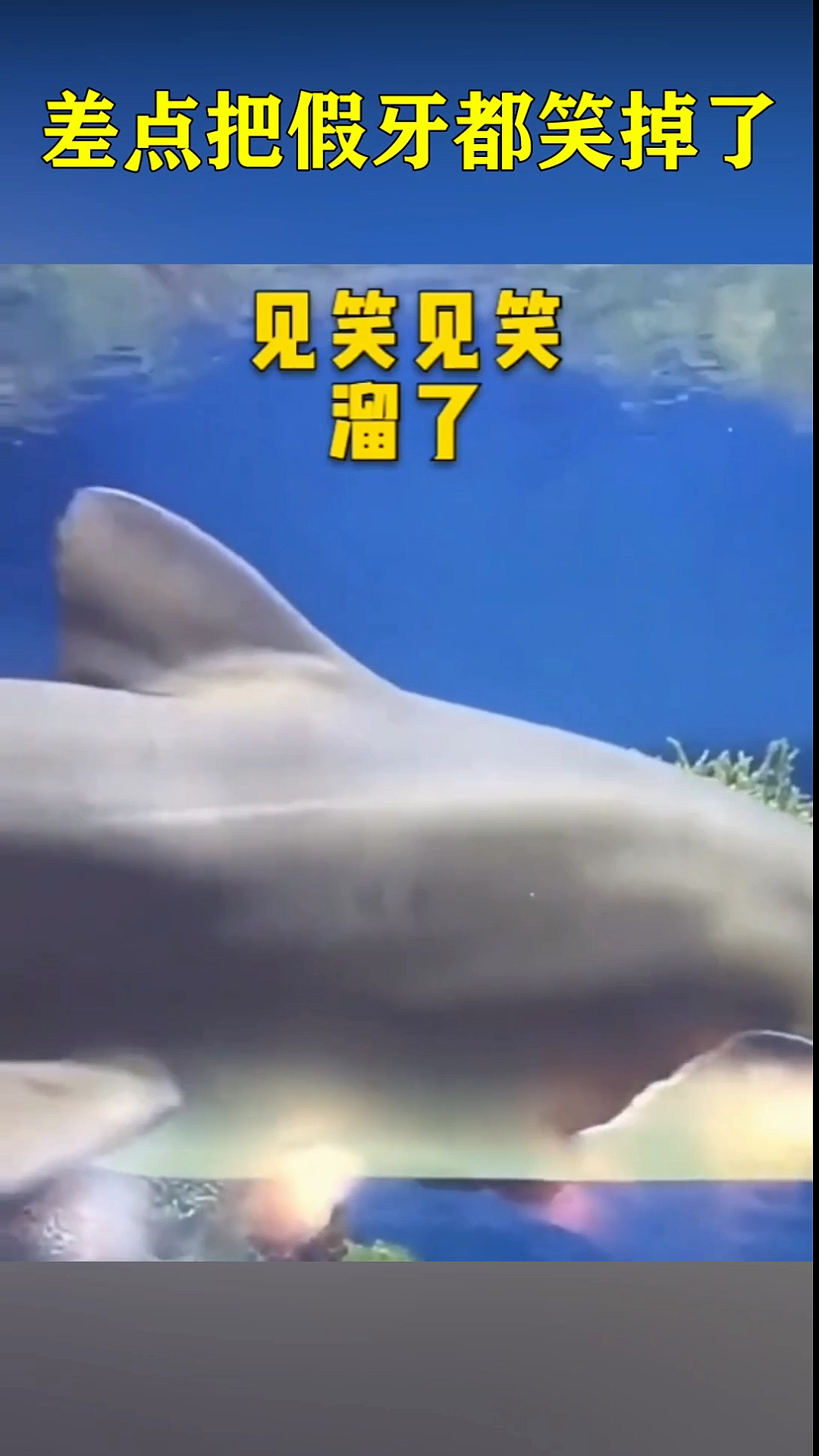 #你喜欢的样子我都有#现在才知道鲨鱼原来是会持续换牙的,长知识了