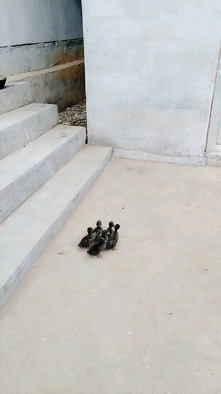 可爱的小鸭子
