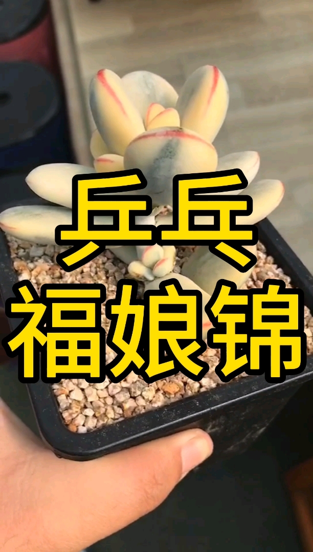 #多肉#乒乓福娘锦