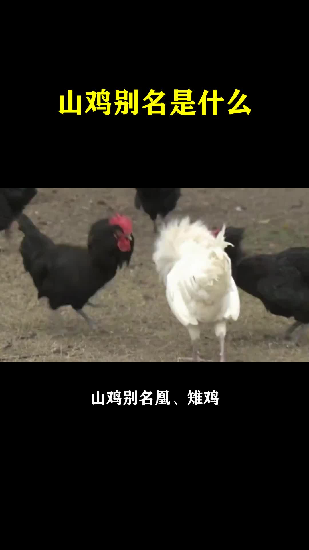 山鸡别名是什么