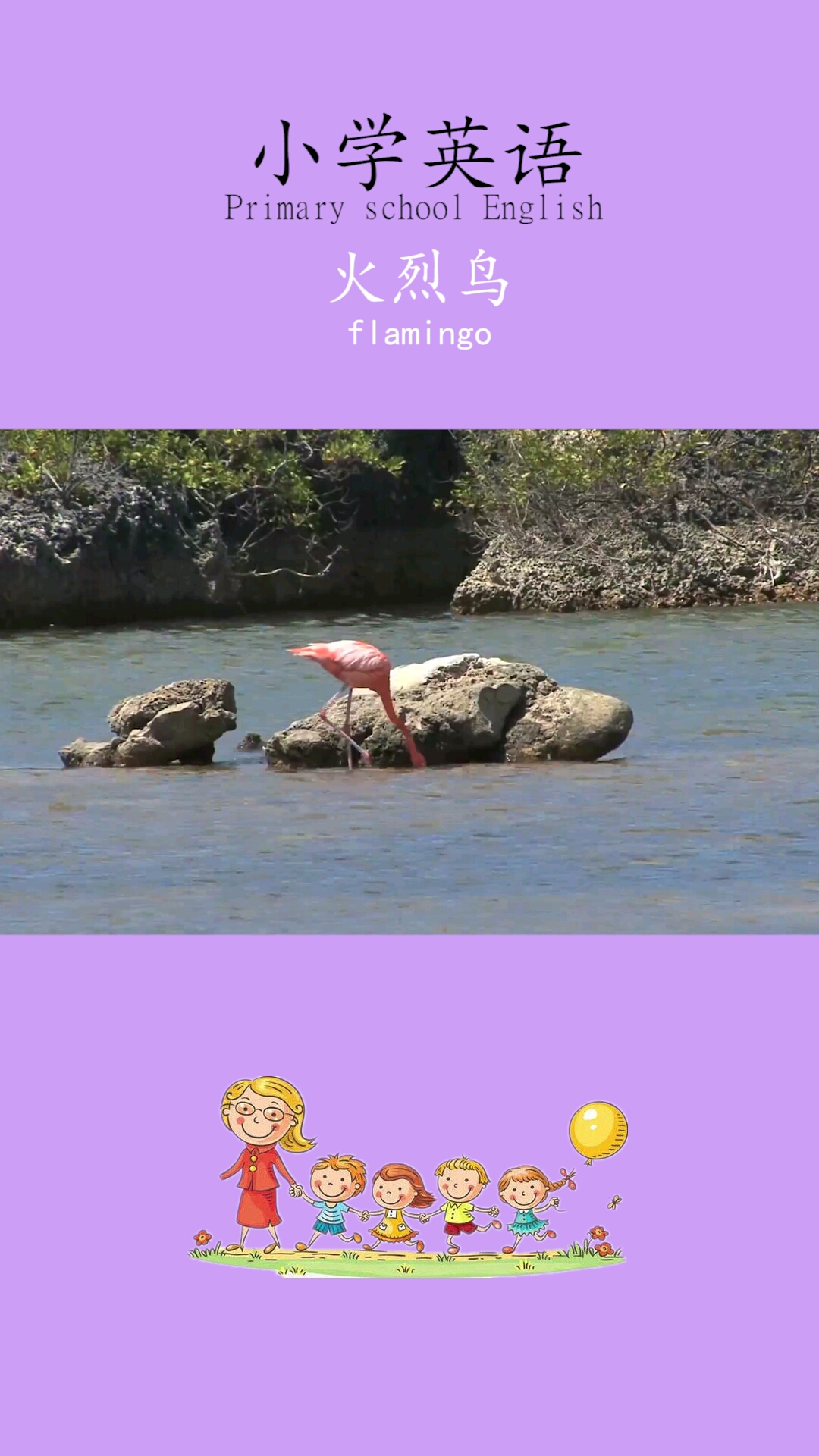 #幼儿英语启蒙儿歌#小朋友们,你们喜欢火烈鸟吗?