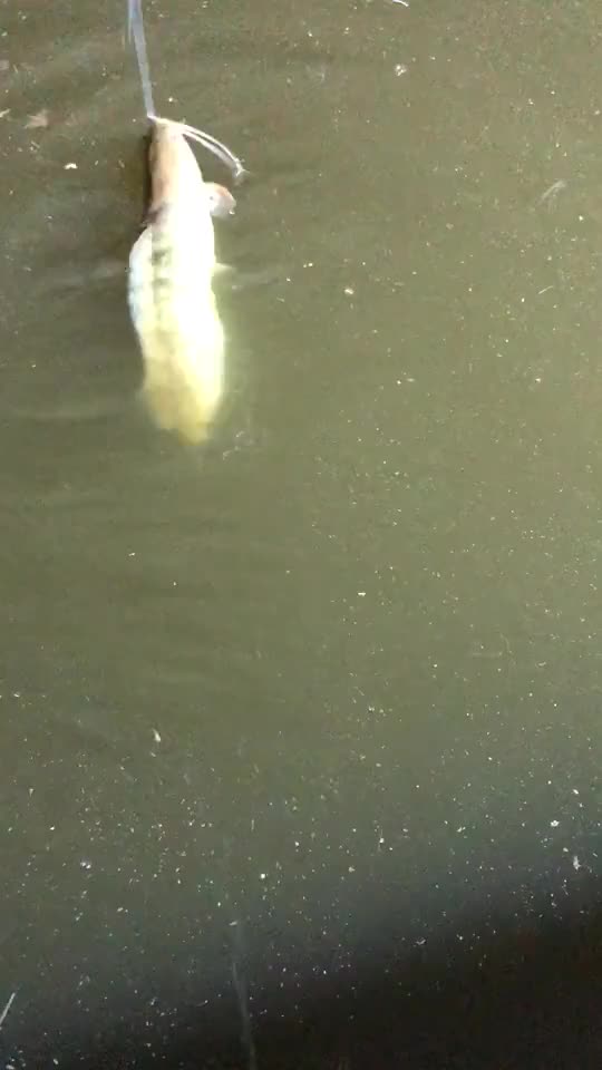 钓鱼-自制窝料饵料、夜钓八根胡子鱼、混合料可以钓很多物种、这是今晚做的新料出来试钓、水有点