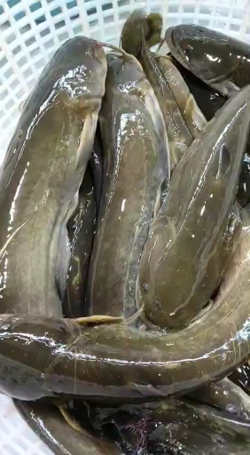 野生鲶鱼