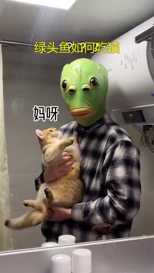 搞笑视频绿头鱼如何吃猫
