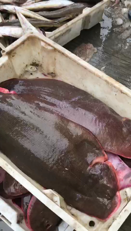 #舌尖上的旅行#超级大的板鱼
