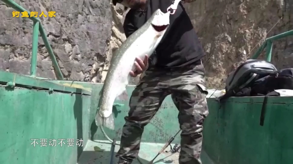 黄河源头野生鱼拉力极大,峡谷大湖探钓虹鳟鱼,三本钩都被拉直了