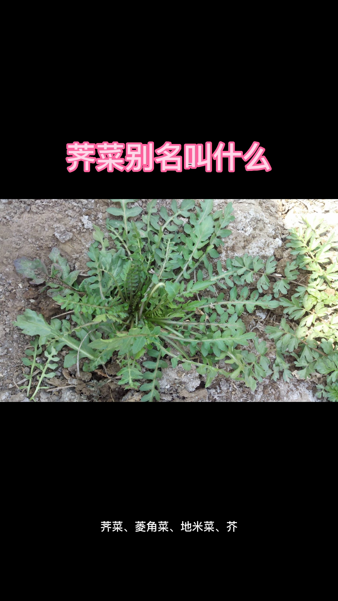 荠菜别名叫什么?