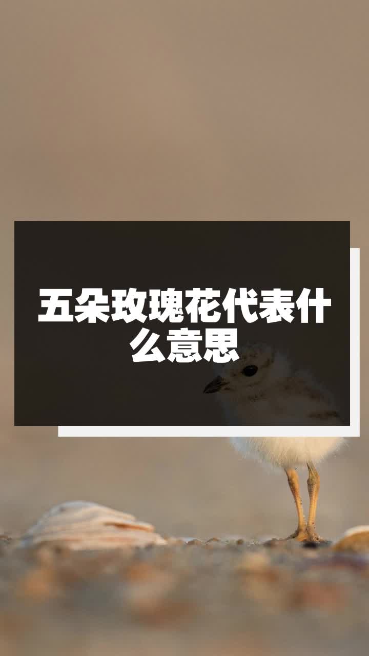 五朵玫瑰花代表什么意思