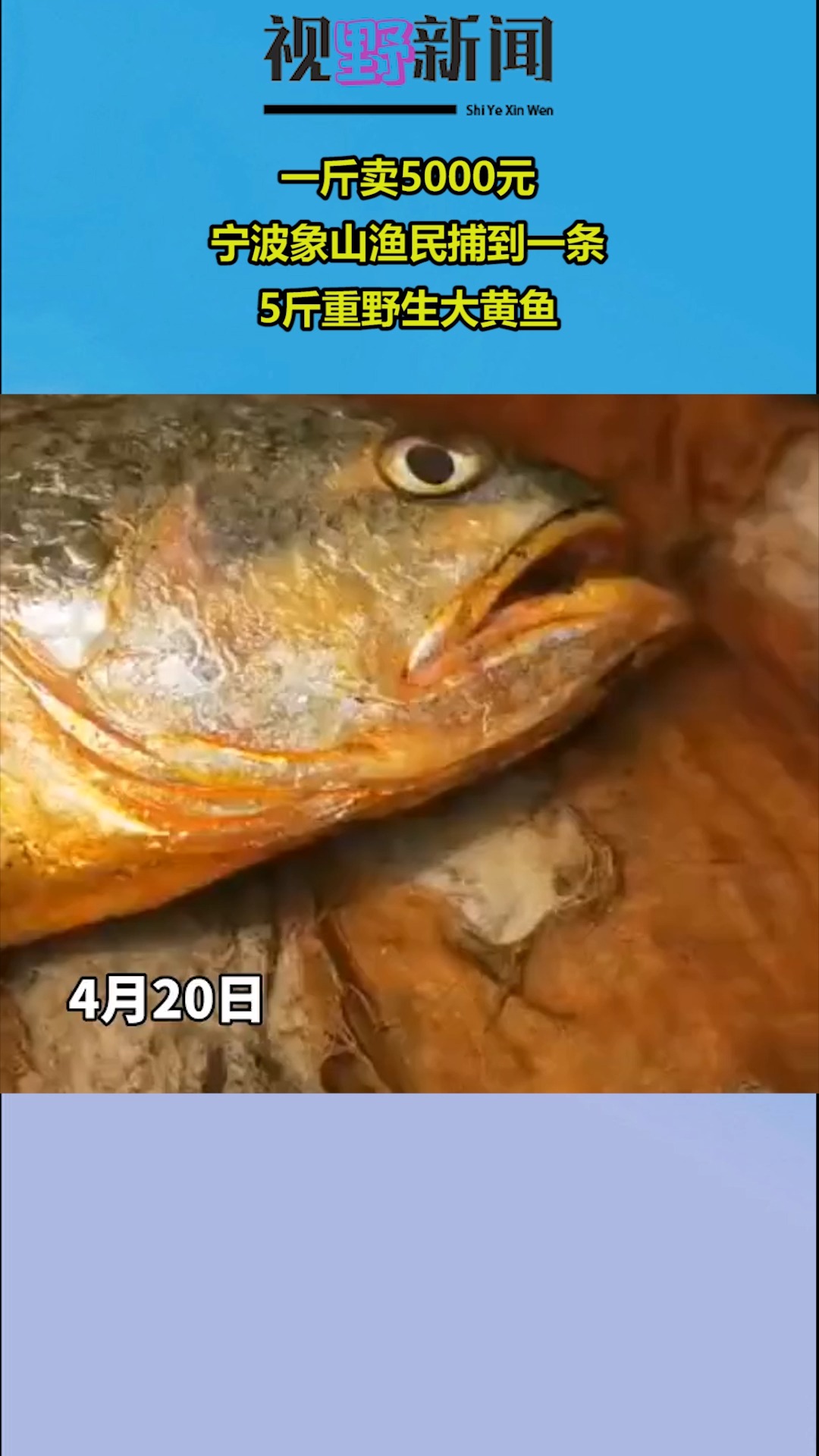 一斤卖5000元,宁波象山渔民捕到了一条5斤重野生大黄鱼
