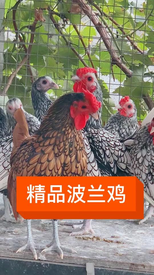 波兰鸡,了解一下