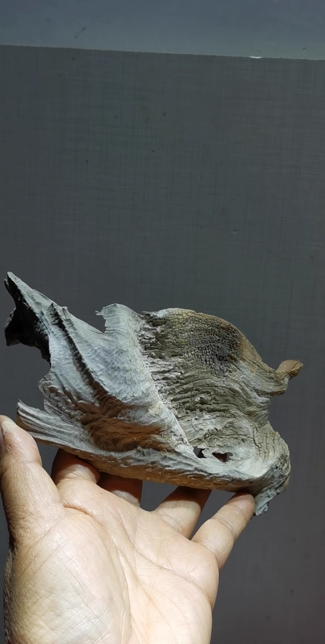 #好运中国年#太行崖柏自然成型毛料,像型料,精品骨料鱼鳞纹,藏品级别