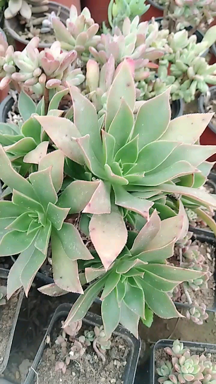 众赞曲:关注我,大家一起养多肉。