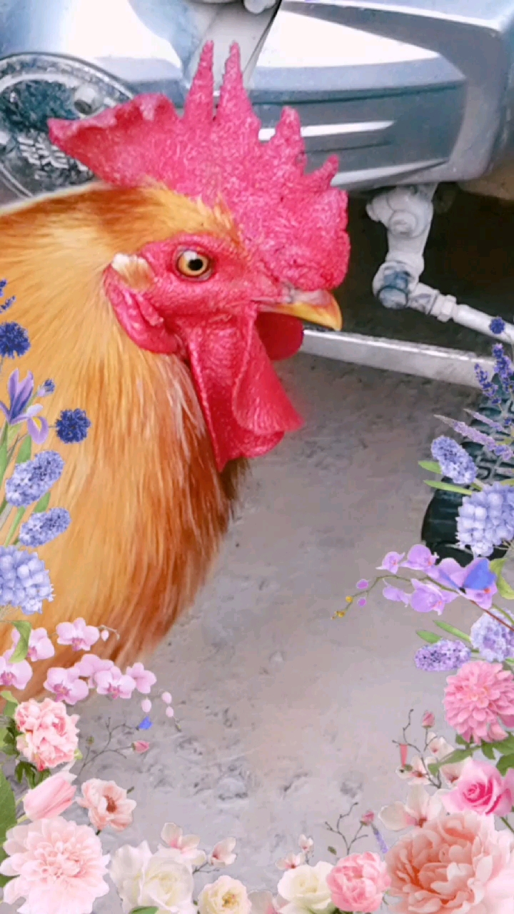 分享视频