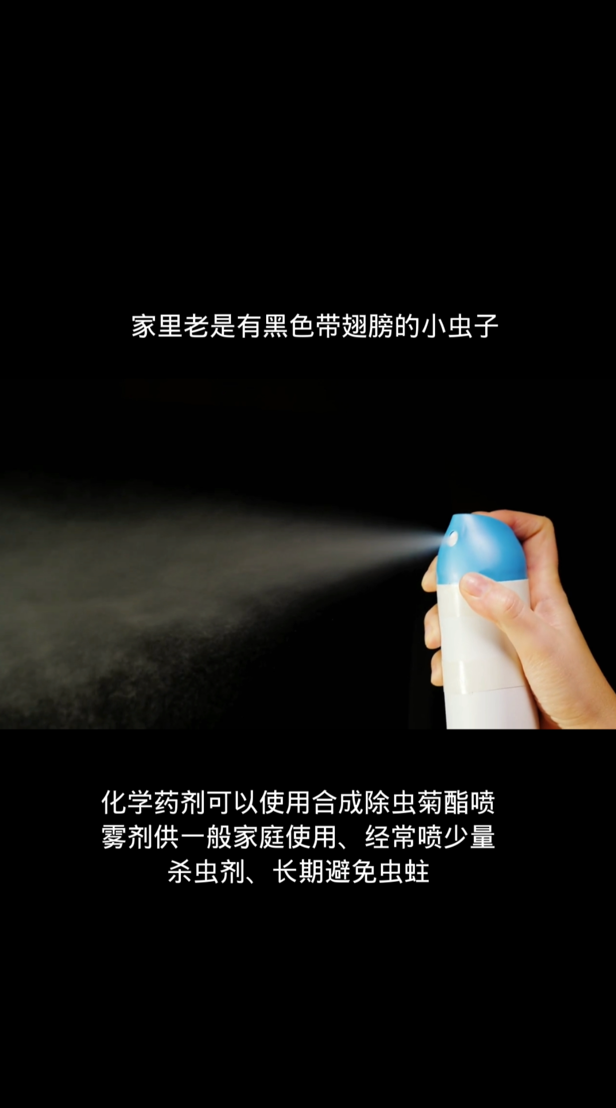 家里老是有黑色带翅膀的小虫子