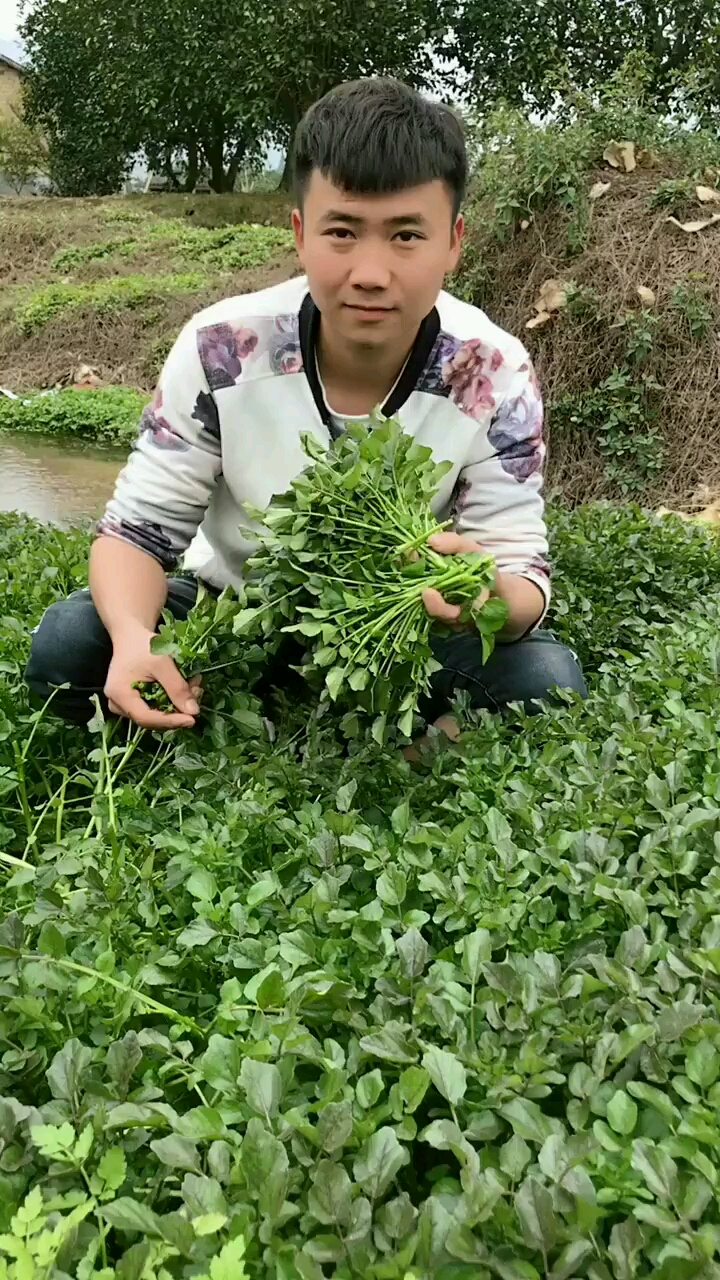 纯天然野菜。野生西洋菜。生长在溪里,没有施过肥没有管理也长得非常茂盛, 煮火锅烫