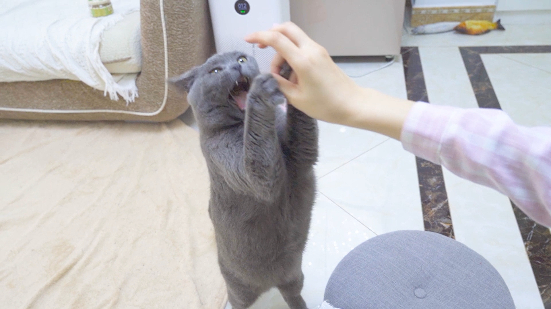 #我家萌宠成精了#如何花式给猫投喂小鱼干？