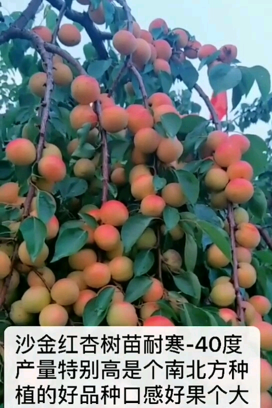 东北名杏沙金红